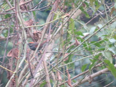 Synallaxis brachyura