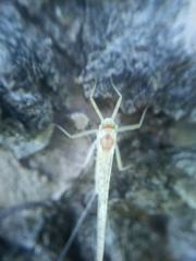 Maccaffertium terminatum