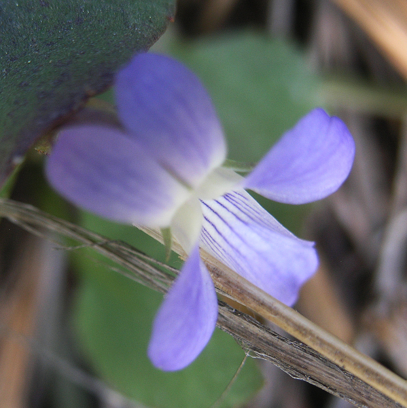Viola umbraticola