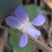 Viola umbraticola - Photo (c) Steve Ganley,  זכויות יוצרים חלקיות (CC BY-NC), הועלה על ידי Steve Ganley