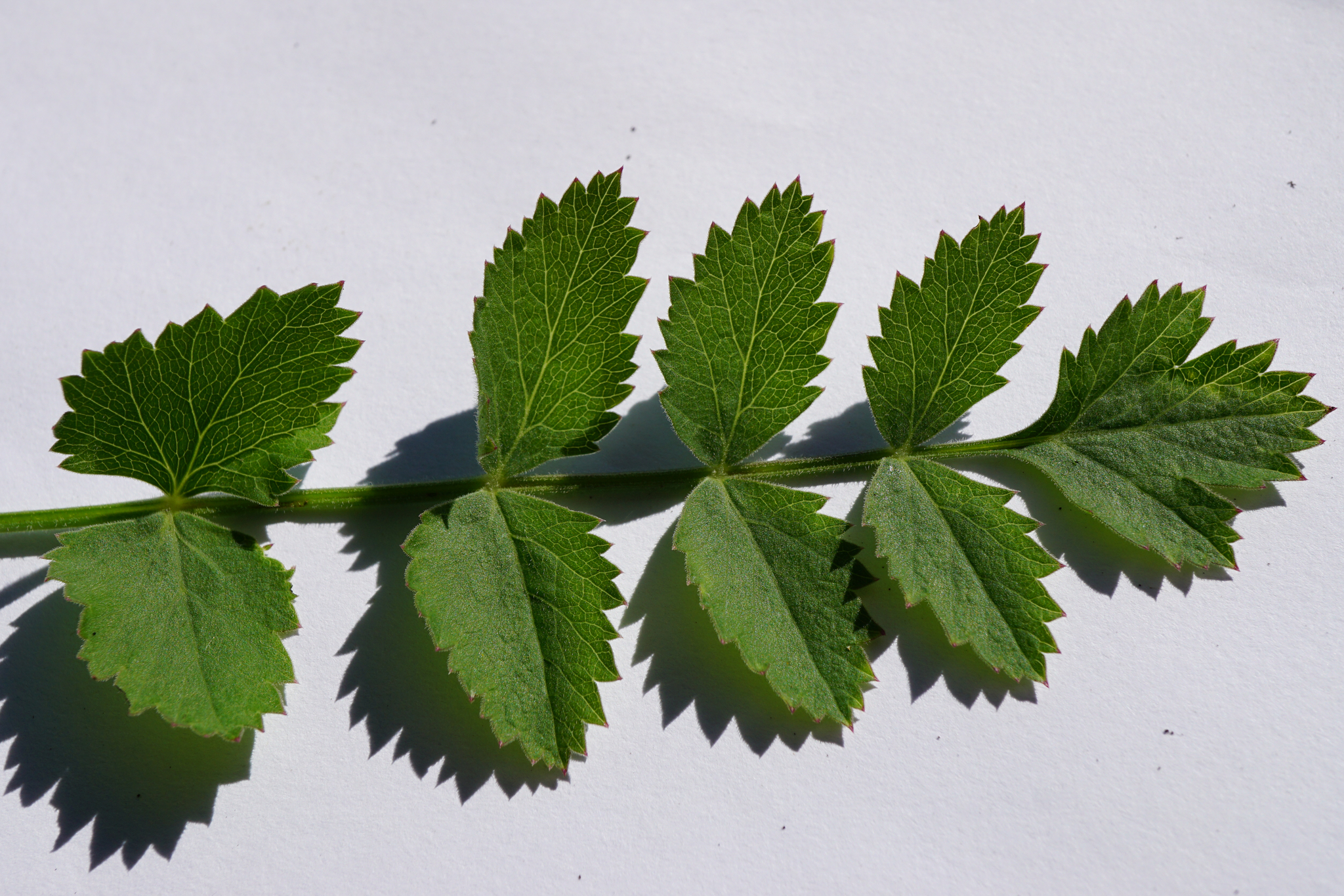 Pimpinella saxifraga ssp. saxifraga