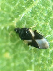 Orius tristicolor