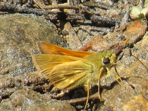 Sonoran Skipper photo 5