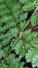 Leiobunum nigropalpi