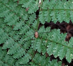 Leiobunum nigropalpi