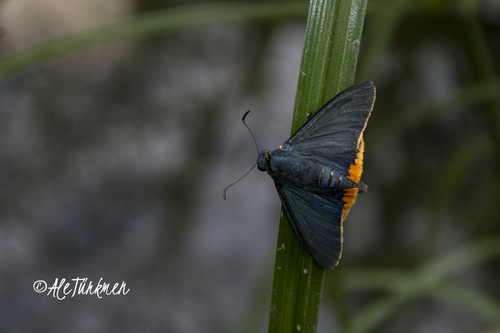 Orange-rimmed Skipper