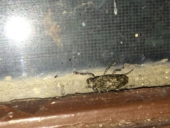 Aegomorphus modestus