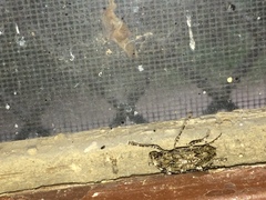 Aegomorphus modestus