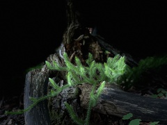 Lycopodium lagopus