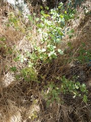 Euphorbia schizoloba
