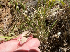 Pombalia verticillata