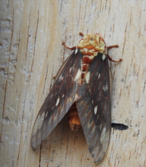 Citheronia beledonon