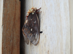 Citheronia beledonon