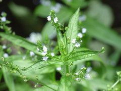 Veronica anagallis-aquatica