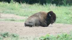 Bison
