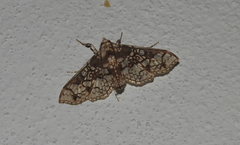 Megastes praxiteles