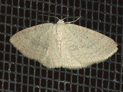 Poecilasthena anthodes