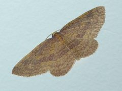 Poecilasthena anthodes