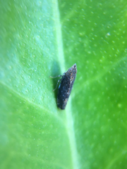 Scaphytopius loricatus