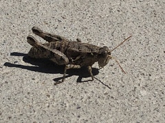 Oedaleonotus phryneicus