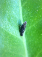 Scaphytopius loricatus