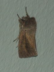 Bathytricha aethalion