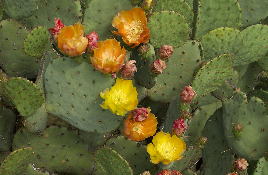 Western Pricklypear