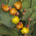 Opuntia orbiculata - Photo (c) Ad Konings, μερικά δικαιώματα διατηρούνται (CC BY-NC), uploaded by Ad Konings