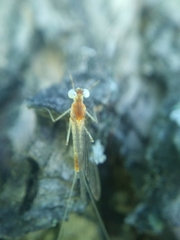 Maccaffertium terminatum