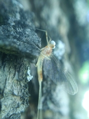 Maccaffertium terminatum