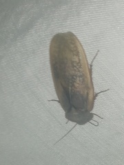 Homoeogamia mexicana