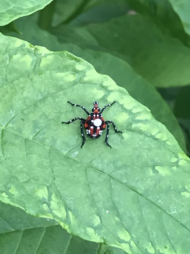 Spotted lanternfly