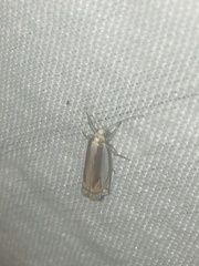 Crambus harrisi