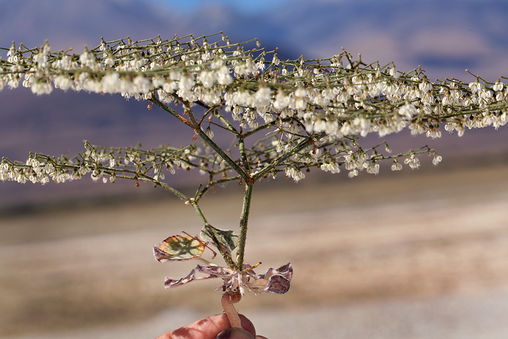 Eriogonum brachypodum