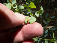 Euphorbia schizoloba