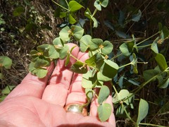 Euphorbia schizoloba