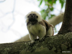 Saguinus oedipus