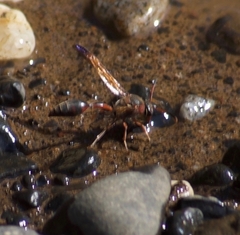 Delta dimidiatipenne