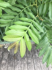 Pterocarya stenoptera