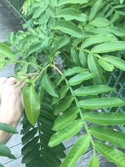 Pterocarya stenoptera