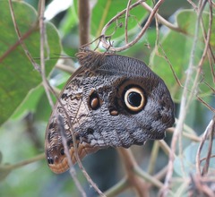 Caligo oedipus oedipus