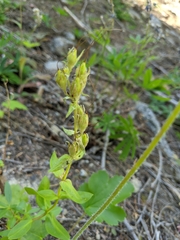 Penstemon fruticosus