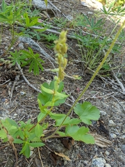 Penstemon fruticosus
