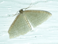 Poecilasthena pulchraria