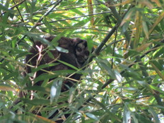 Aotus lemurinus