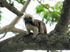 Saguinus oedipus
