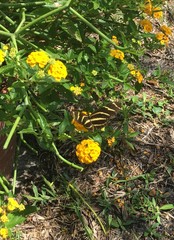 Heliconius charithonia