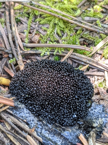 Cribraria tubulina