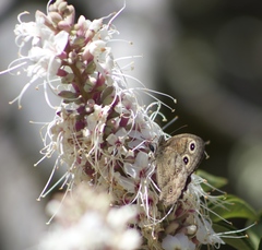 Cercyonis pegala boopis