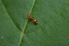 Temnothorax schaumii